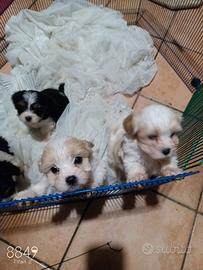 Cuccioli incrocio cavalier king e maltesi a