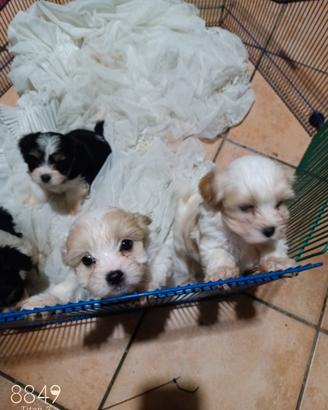 Cuccioli incrocio cavalier king e maltesi a