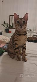 cucciola Bengala
