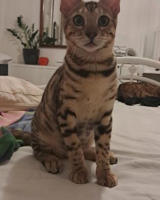 cucciola Bengala