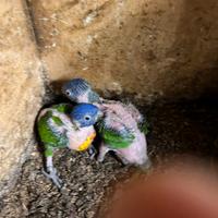 Pulli lori arcobaleno