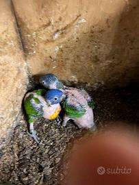 Pulli lori arcobaleno