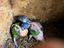 Immagine 1