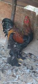 Gallo Brahma perniciato neeo a maglia oro