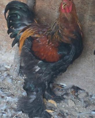 Gallo Brahma perniciato neeo a maglia oro