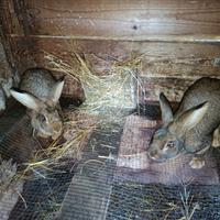 Coppia Coniglio Leprino Viterbese