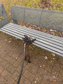 Pastore belga malinois maschio