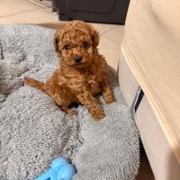 Barboncino Mini toy red