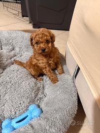 Barboncino Mini toy red