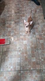Chihuahua