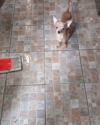 Chihuahua