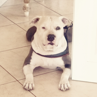 American pitbull terrier