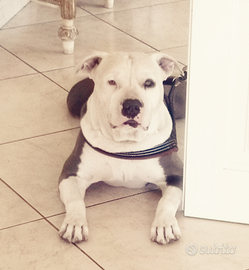 American pitbull terrier