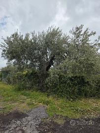 Vendita terreno