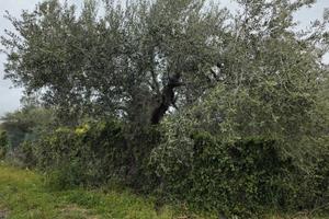 Vendita terreno