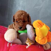 Femmine di barboncino Toy