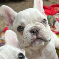 Cucciolo Bouledogue bulldog francese