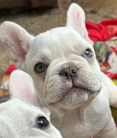 Cucciolo Bouledogue bulldog francese