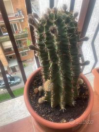 Pianta grassa