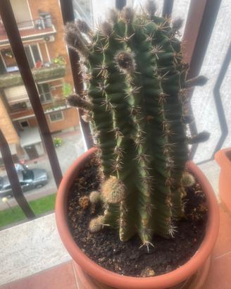 Pianta grassa