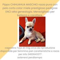 Pippo chihuahua stalloncino per accoppiamento