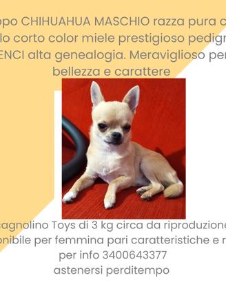 Pippo chihuahua stalloncino per accoppiamento
