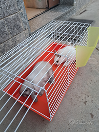 Coniglio nano con gabbia
