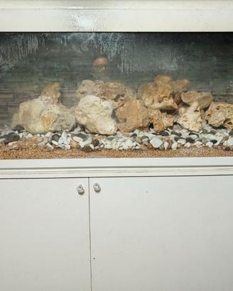 Acquario 150 cm.