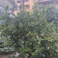 albero di limoni 