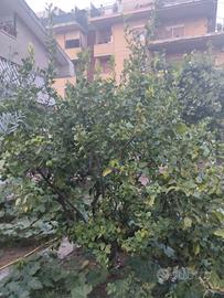 albero di limoni 