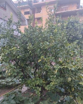 albero di limoni 