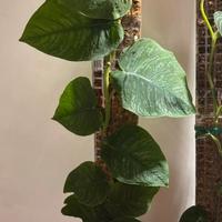 Talee di monstera dubia