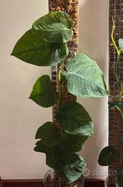 Talee di monstera dubia