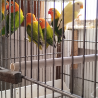 N.2coppie di Fischer