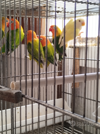 N.2coppie di Fischer