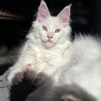 Maine coon speciale