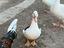 Immagine 5