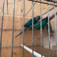 Coppia di phirrura molinae o parrocchetto guance v