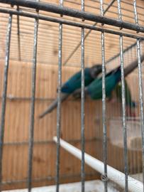 Coppia di phirrura molinae o parrocchetto guance v