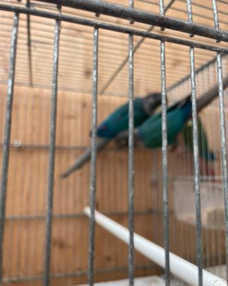 Coppia di phirrura molinae o parrocchetto guance v