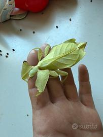 Insetti foglia Phyllium giganteum