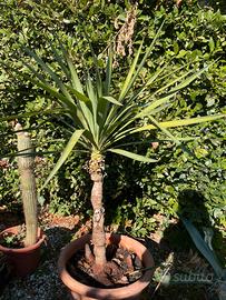 Yucca Gloriosa