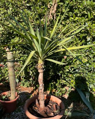 Yucca Gloriosa