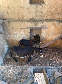 Asini di razza Martina Franca
