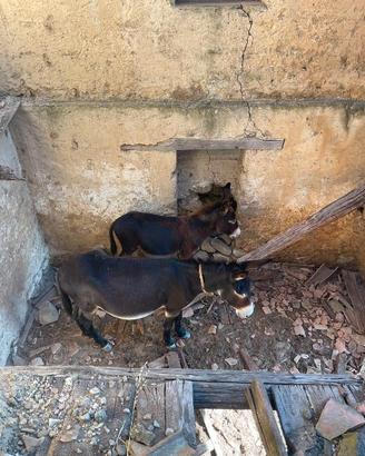 Asini di razza Martina Franca