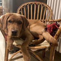 Labrador maschio disponibile per monta