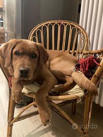 Labrador maschio disponibile per monta