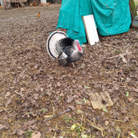 Tacchino ermellinato di Rovigo maschio