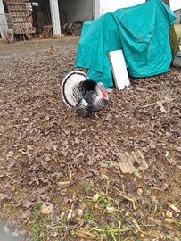 Tacchini ermellinati di Rovigo