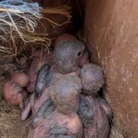 Pulli di inseparabile roseicollis da svezzare